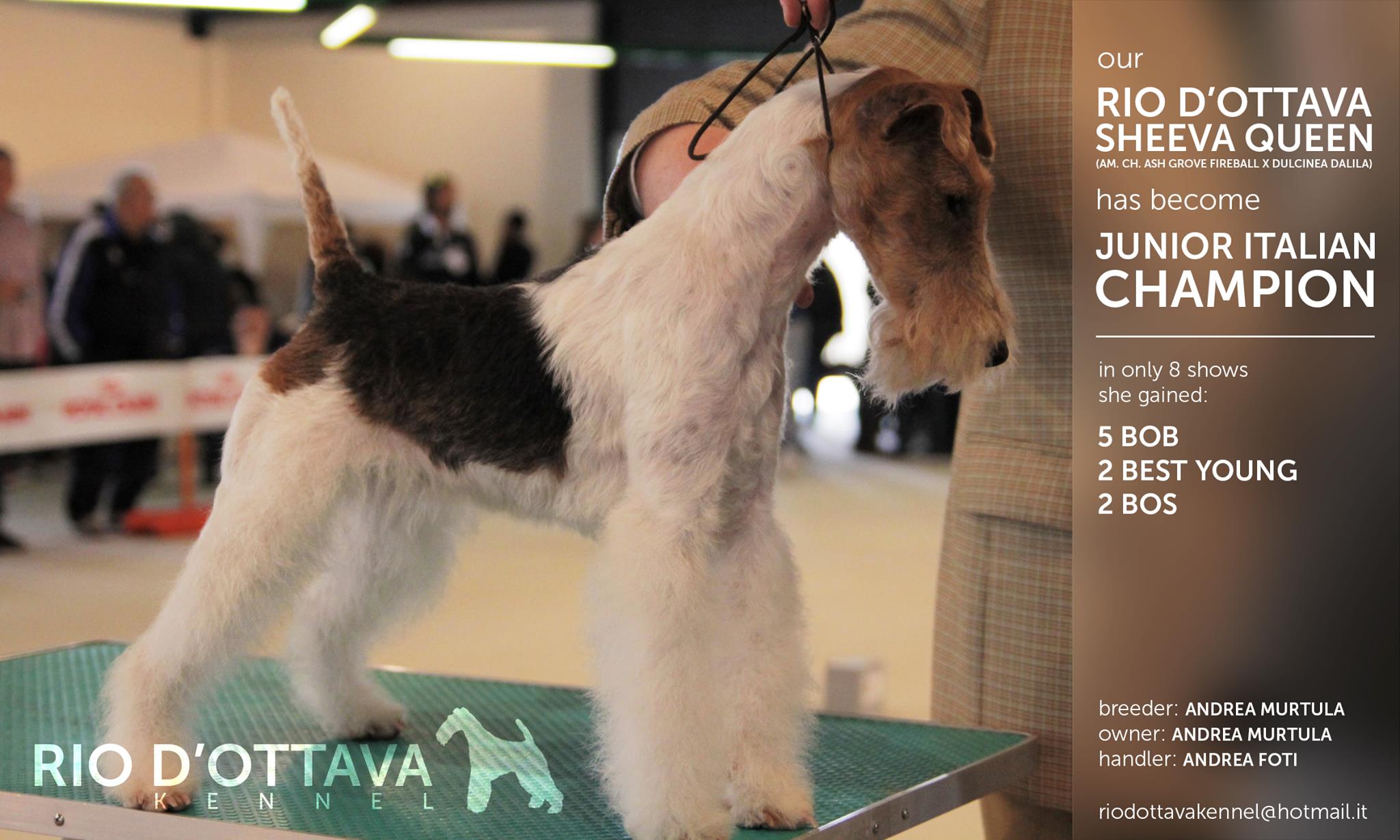 Rio d'Ottava Wire Fox Terriers by Andrea Murtula –  Int.CH Rio d'Ottava Sheeva Queen