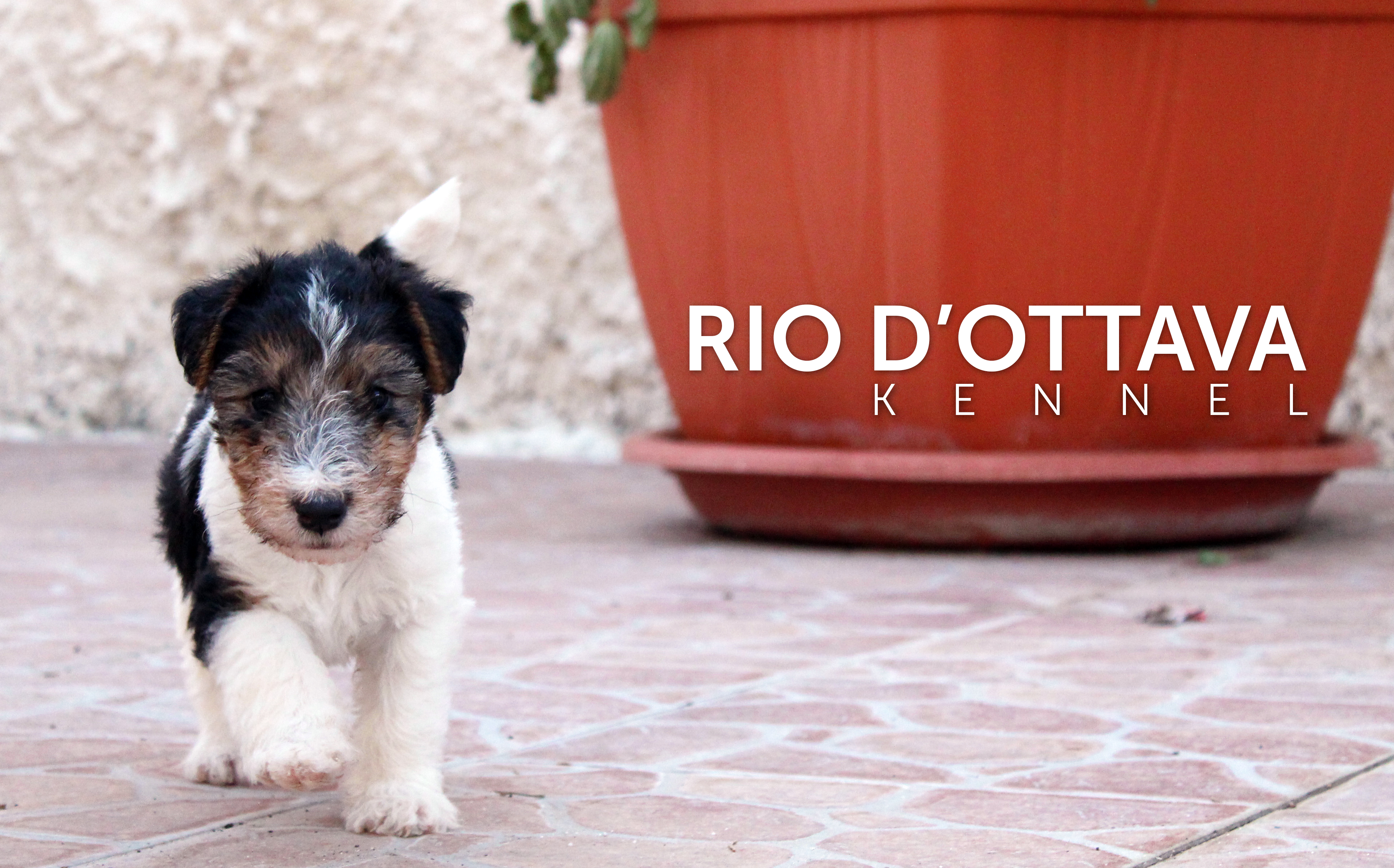 Rio d'Ottava Wire Fox Terriers by Andrea Murtula – JEW - RSM CH Rio d'Ottava Triple Crown